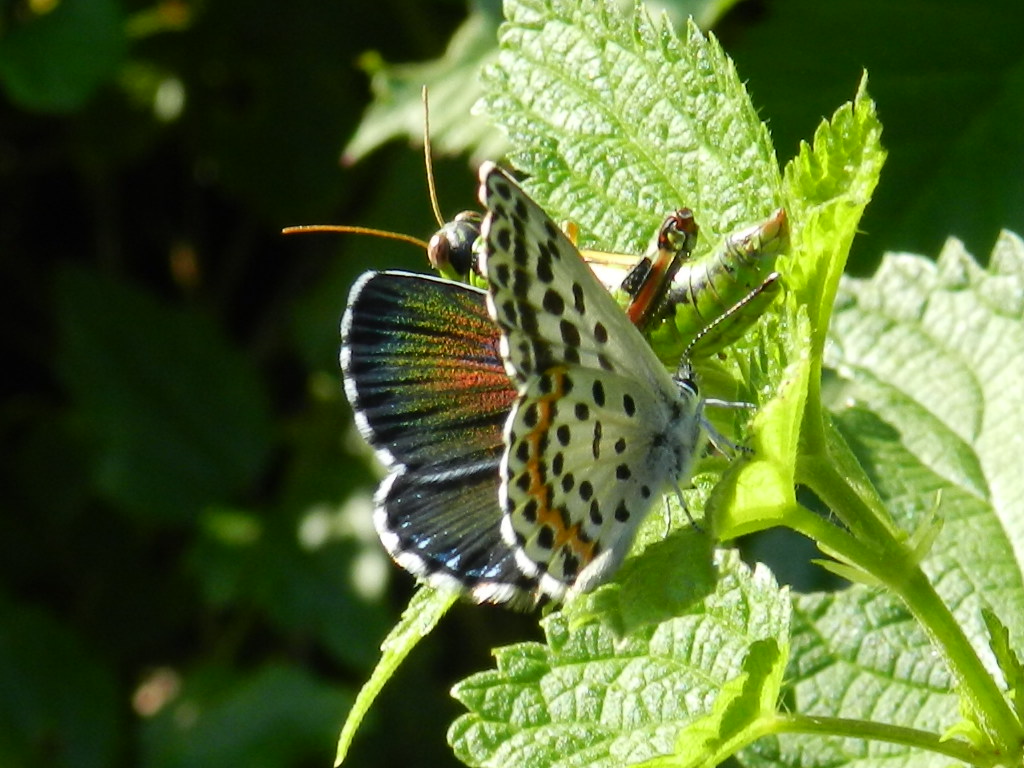 Scolitantides orion conferma